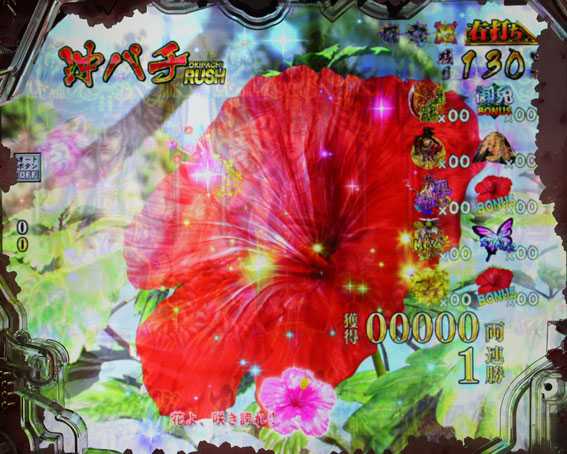 真花の慶次3 ハイビスカス