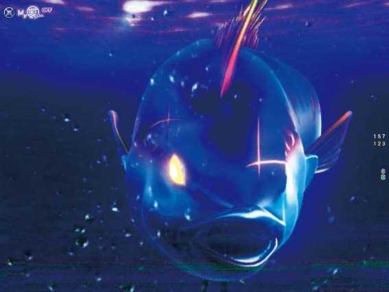 マグロフラッシュ予告