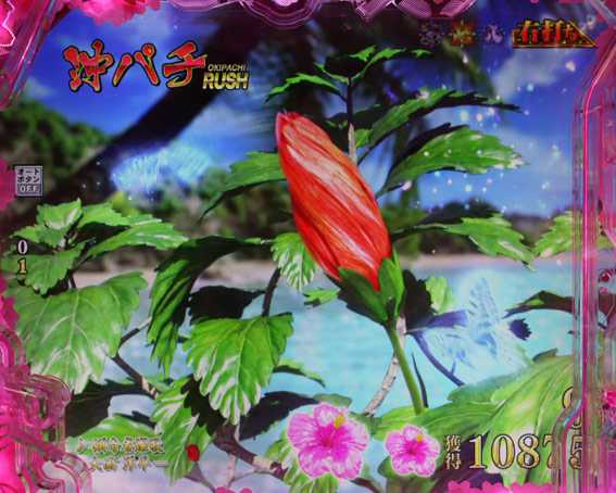 真花の慶次3黄金一閃　開花前兆