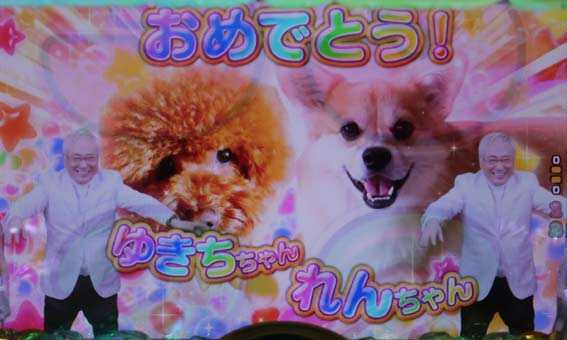 高須クリニック 4500 ドバイの犬リーチ