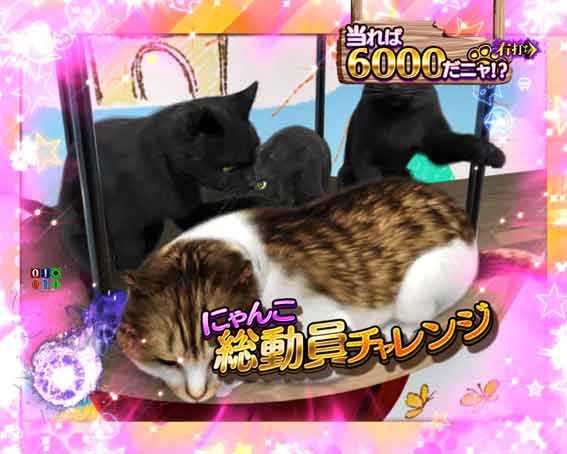 リング最恐領域　にゃんこ総動員予告