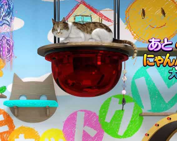 リング最恐領域　ボス猫予告