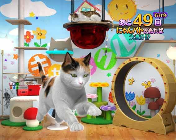 リング最恐領域　猫わちゃわちゃ予告